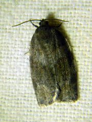 Choristoneura conflictana