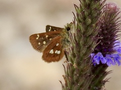 Piruna polingii