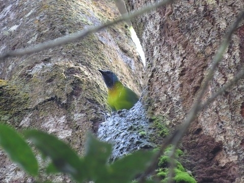 Blue-masked Leafbird (Chloropsis venusta), photo 2