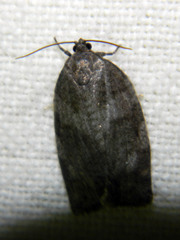 Choristoneura conflictana