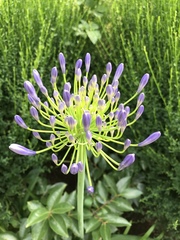 Agapanthus