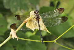 Macrothemis inequiunguis