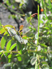 Indigofera langebergensis
