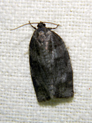 Choristoneura conflictana