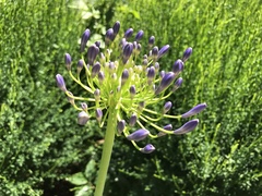 Agapanthus