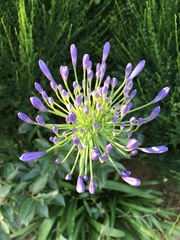 Agapanthus