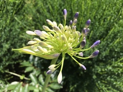 Agapanthus