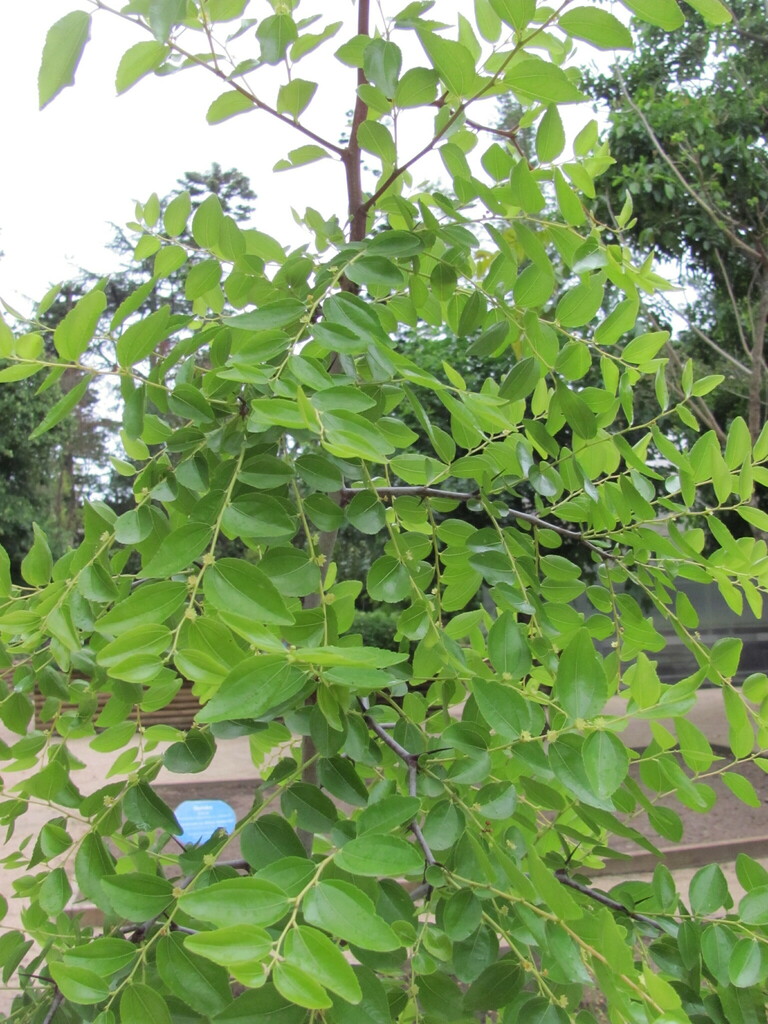 Ziziphus jujuba, Coimbra, Portugal