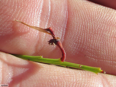 Indigofera langebergensis