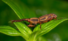 Estenorhinus