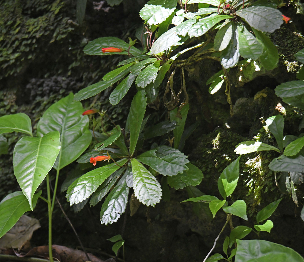 Gesneria cuneifolia; photograph (c) Zac Peterson, some rights reserved (CC BY)