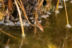 Limnoporus notabilis