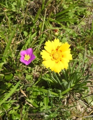 Coreopsis nuecensis