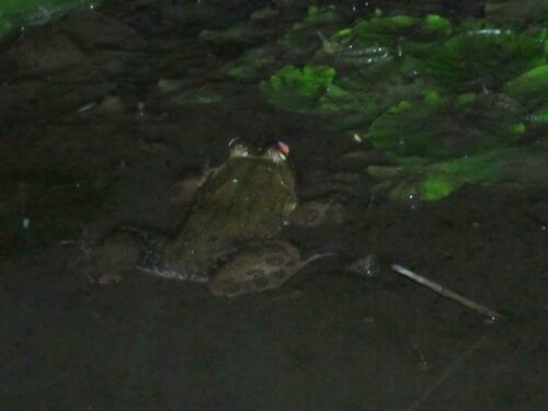 Crowned bullfrog