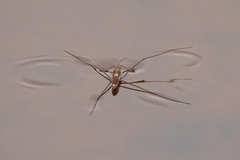 Limnoporus notabilis