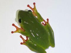Variable Reed Frog photo 3