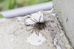 Tachypompilus analis