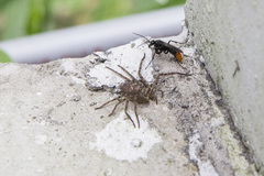 Tachypompilus analis