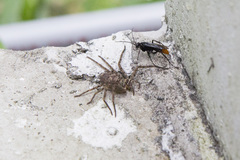 Tachypompilus analis