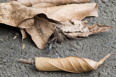 Tachypompilus analis