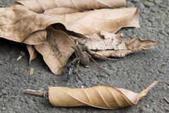 Tachypompilus analis