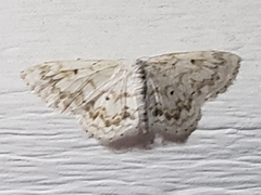 Idaea obfusaria