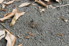 Tachypompilus analis