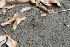 Tachypompilus analis