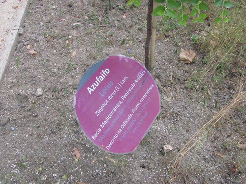Ziziphus jujuba