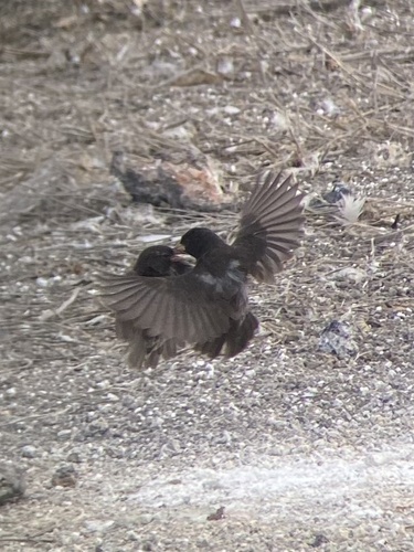 Genovesa Ground Finch (Geospiza acutirostris), photo 5