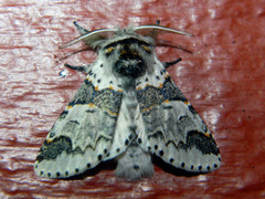 Furcula occidentalis