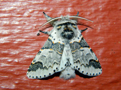 Furcula occidentalis