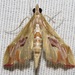 Sky-pointing Moth - Photo (c) Rich Hoyer, some rights reserved (CC BY-NC-SA), uploaded by Rich Hoyer
