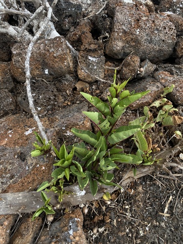 Image of Ipomoea habeliana by (c) Ingvild Riska, some rights reserved (CC BY)