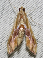 Agathodes monstralis