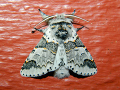 Furcula occidentalis