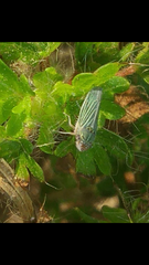 Xyphon reticulatum