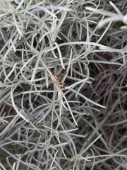 Carmenta wildishorum