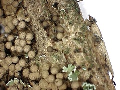 Cribraria macrocarpa