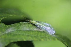 Chrysopa pallens-group