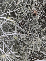 Carmenta wildishorum