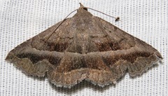 Lesmone griseipennis