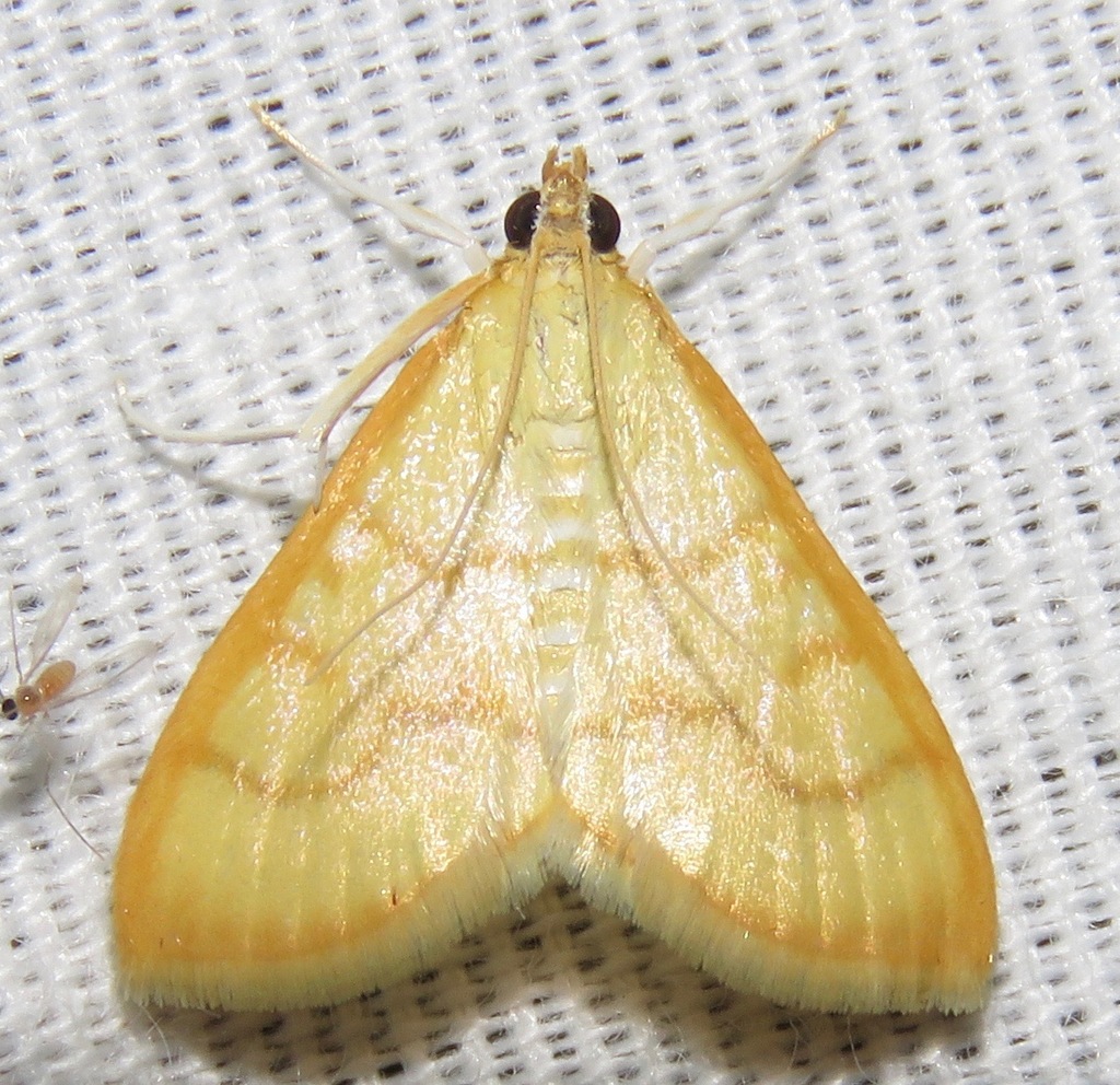 Neohelvibotys arizonensis