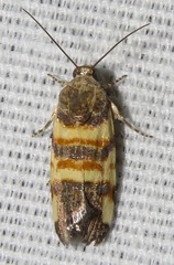 Spragueia funeralis