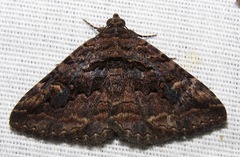 Zaleops umbrina