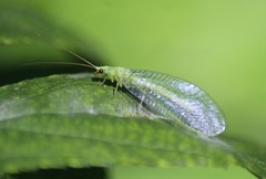 Chrysopa pallens-group