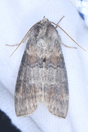 Cymatophorina diluta