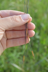 Hesperostipa spartea