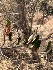 Croton gratissimus gratissimus