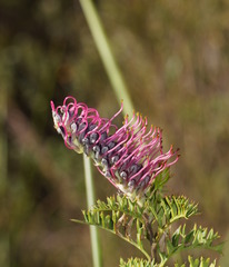Grevillea acanthifolia